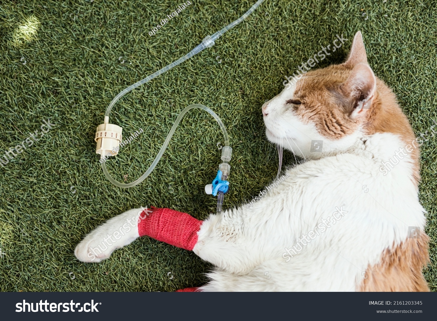 Sick cat with serum by catheter with bandages. Sick cat due to treatment for kidney failure. Indisposed cat, serious, convalescent, afflicted. Concept of cat or mascot convalescent by operation. Sick #2161203345
