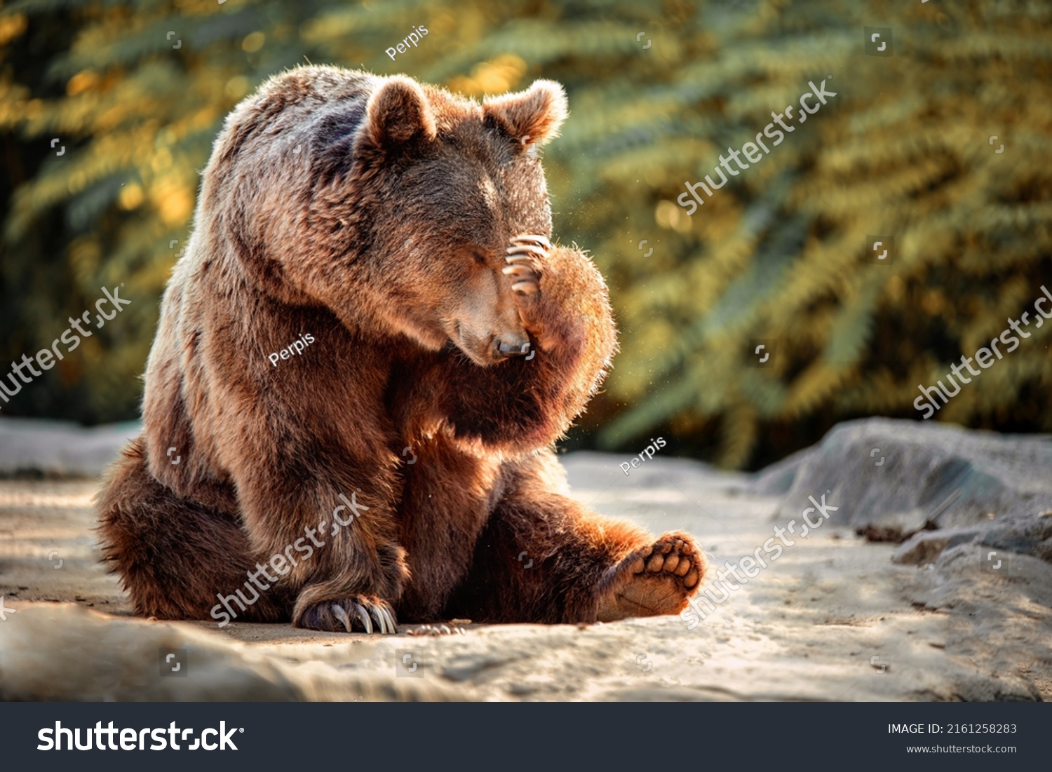 bear sitting with his paw on his head as if in despair. concept emotions #2161258283