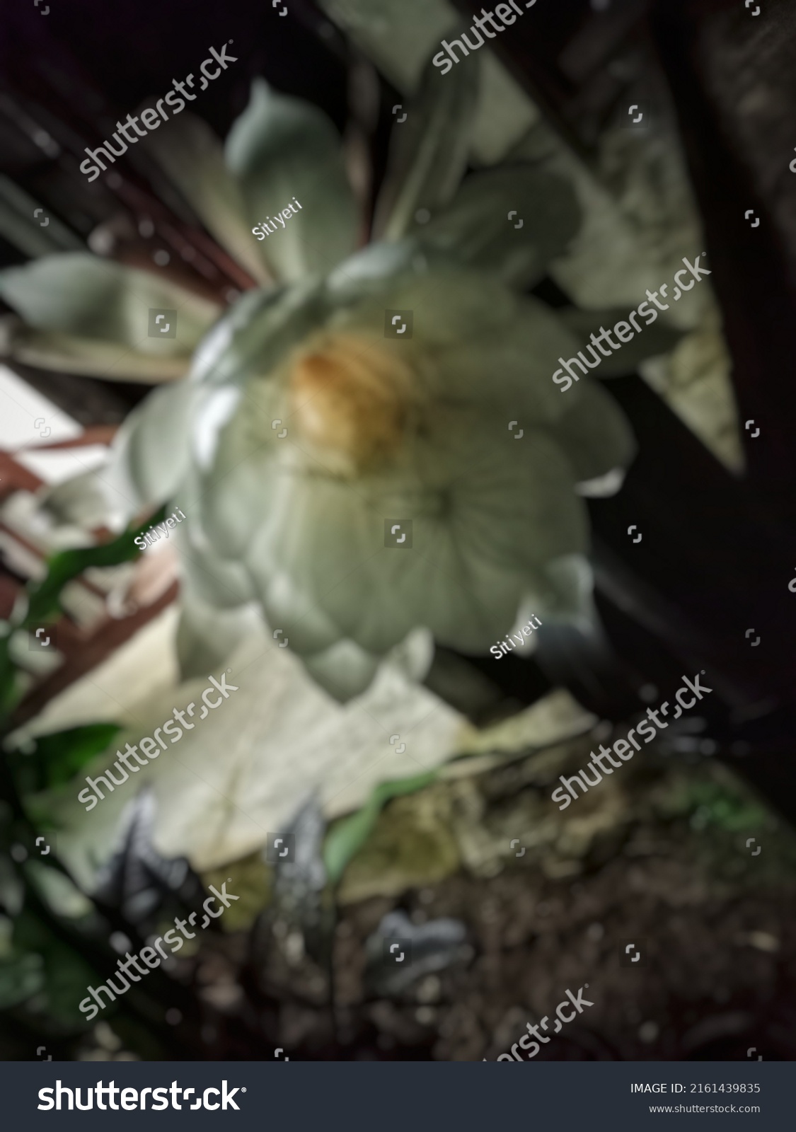 defocused abstract background of flower at Sukapancar #2161439835
