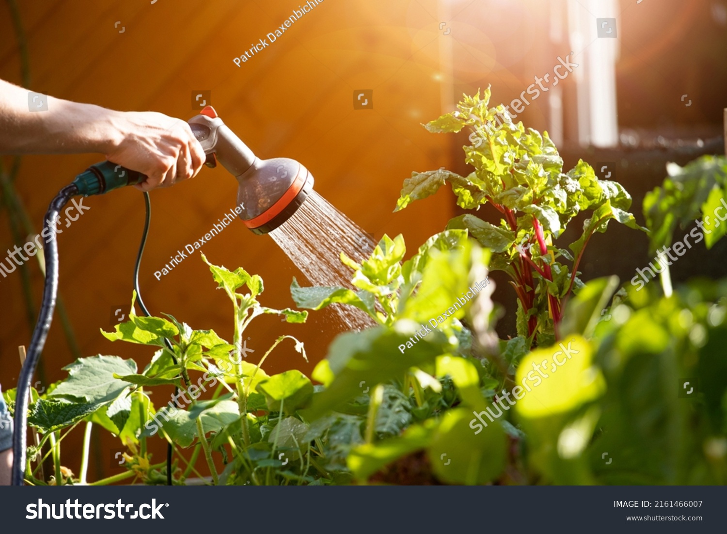 Urban gardening: Watering fresh vegetables and herbs on fruitful soil in the own garden, raised bed. #2161466007