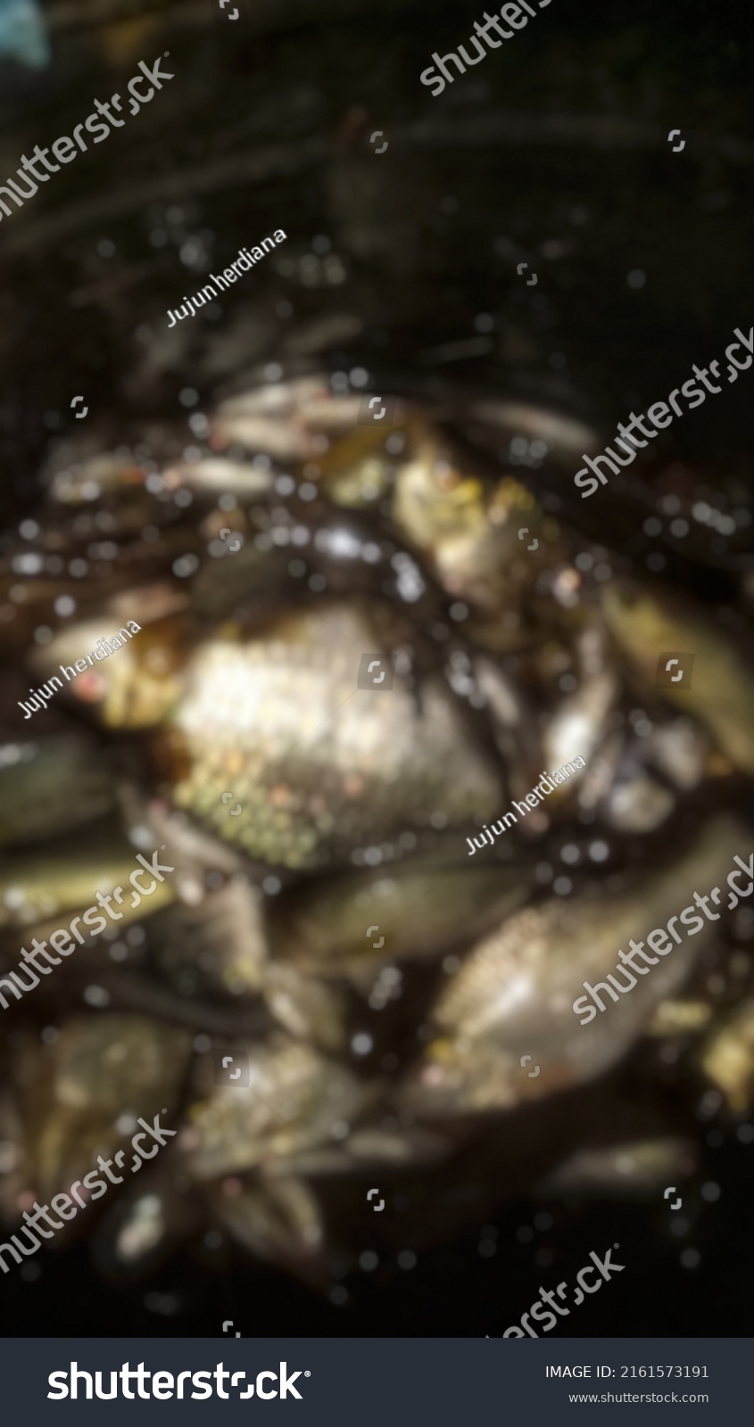 defocused abstract background of fish at lampegan #2161573191