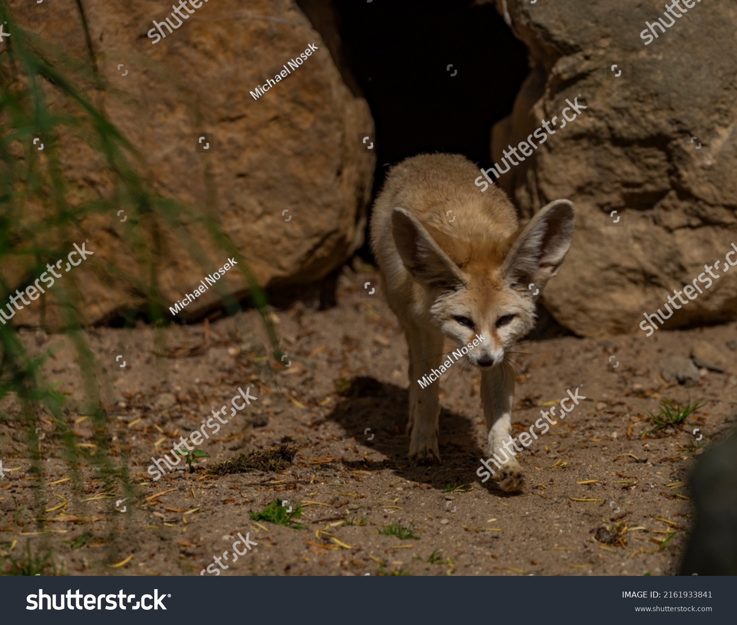 Fennec on hot sand near stones and small nest in hole #2161933841