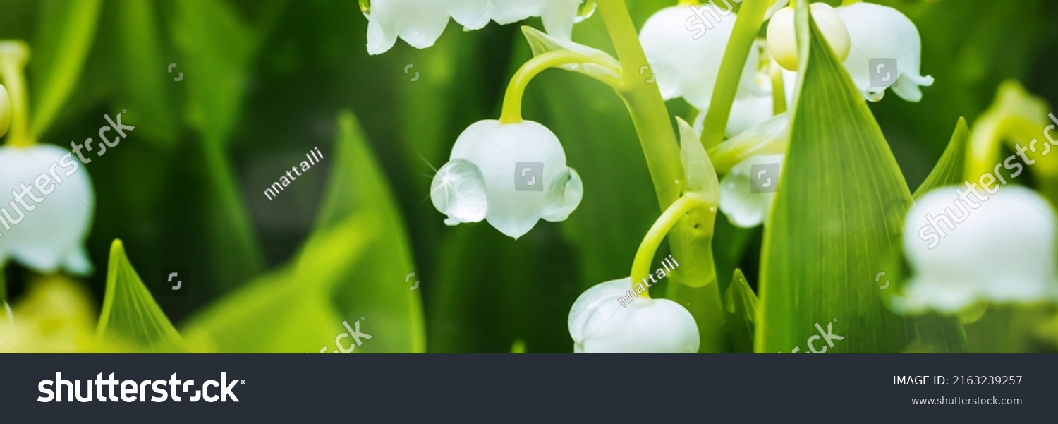 Lily of the valley (Lily-of-the-valley) white small fragrant flowers in green leaves. White flowers Lilly of The Valley in garden. Banner.  Convallaria majalis  woodland flowering plant. #2163239257
