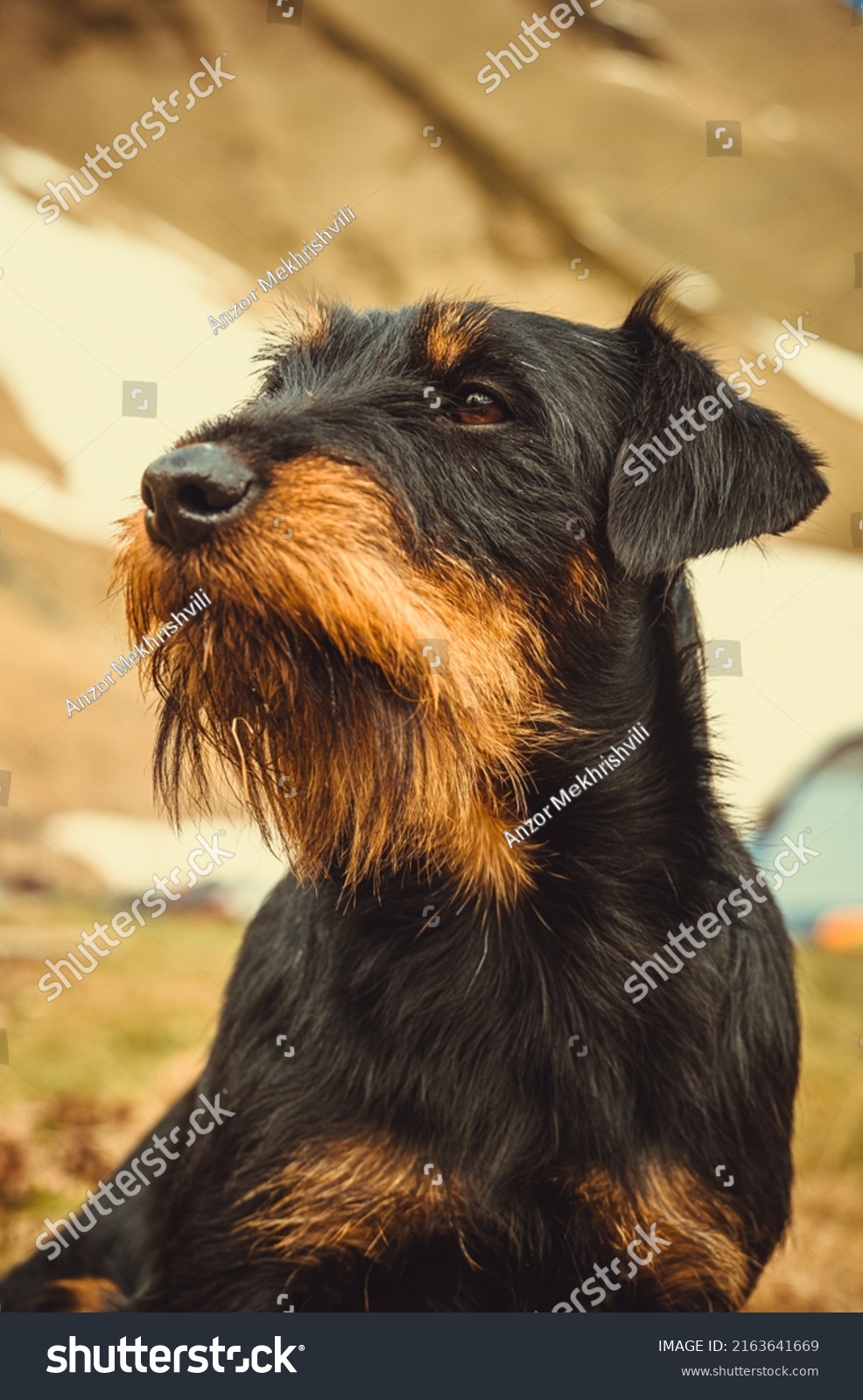 Beautiful German Hunting Terrier, Jagdterrier from Georgia #2163641669