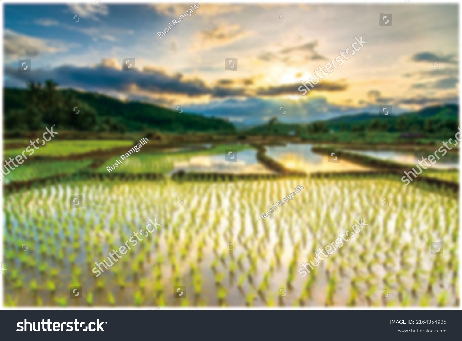 defocused abstract background of ricefield at kubang #2164354935
