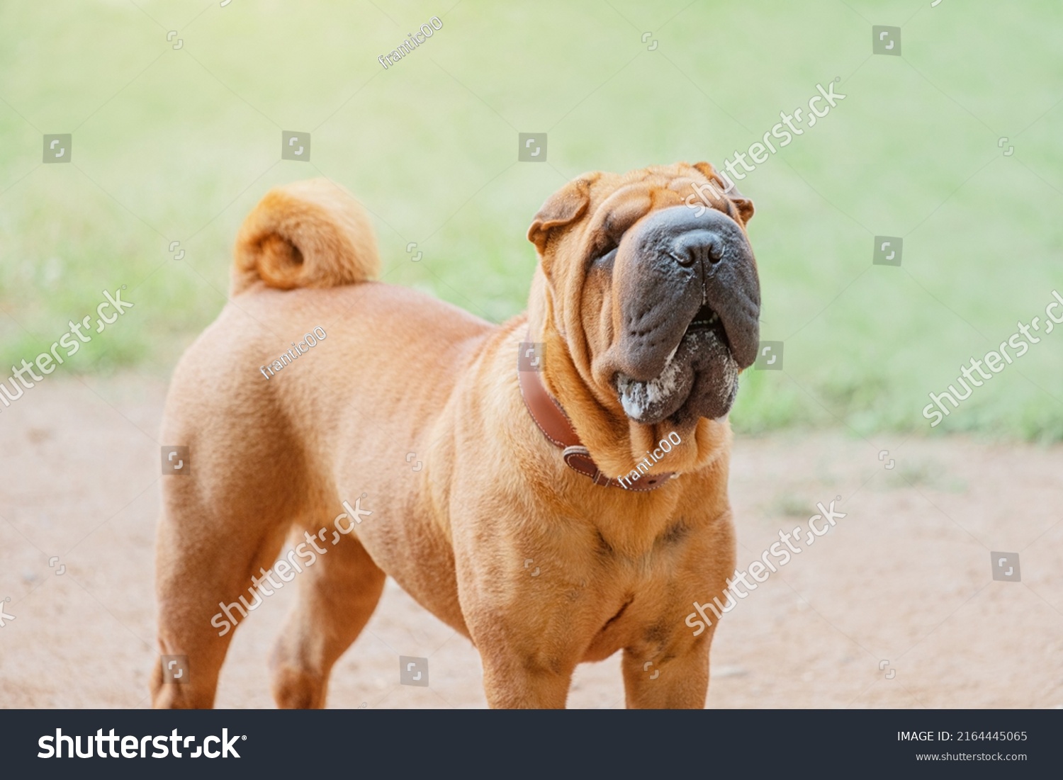 Shar Pei dog breed walking in park. Unusual and funny adorable pet from China. Adorable muzzle with numerous wrinkles and saliva secretions #2164445065