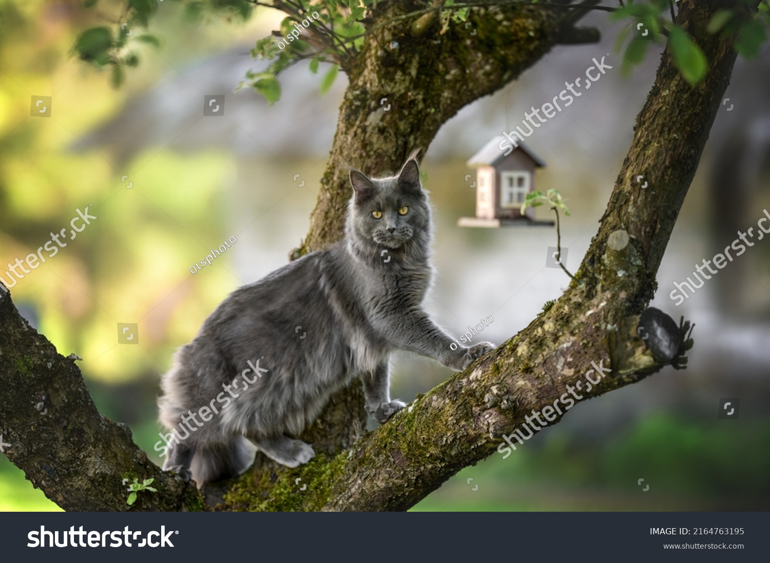 beautiful maine coon cat hunting for birds on a tree outdoors #2164763195