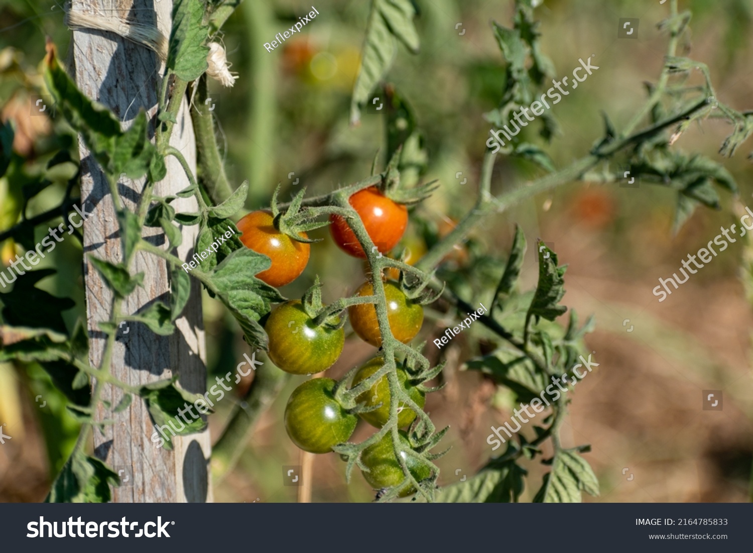 Red and green cherry tomatoes growing in ecological garden on wooden stake with biodegradable link #2164785833