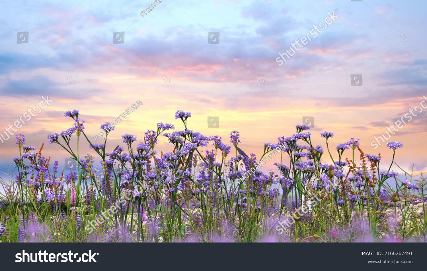 sunset sky and  lavender  wild flowers herbs at green field in countryside   sun light   clouds  summer  nature background #2166267491