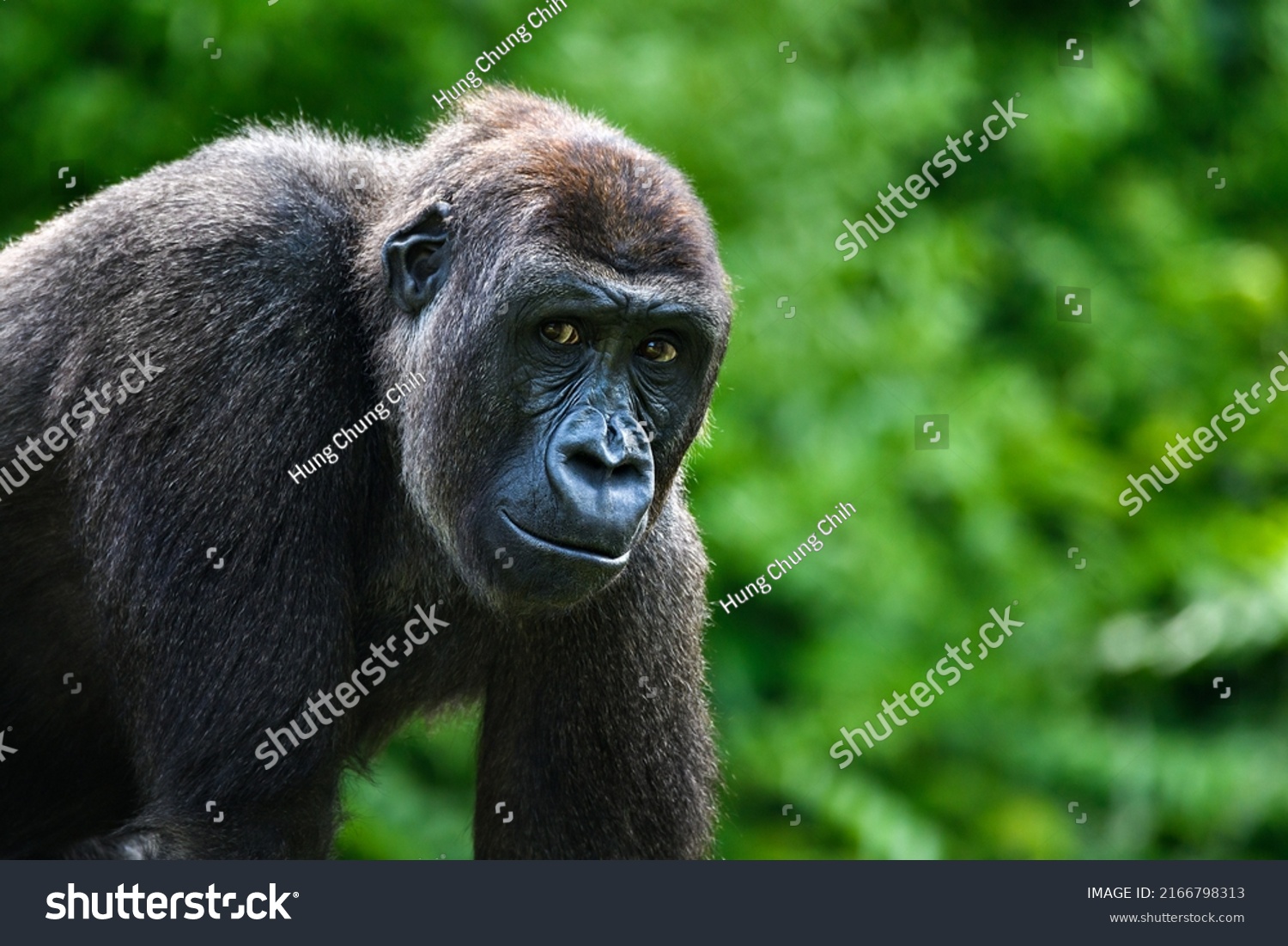 Portrait of a gorilla (western lowland gorilla ) #2166798313