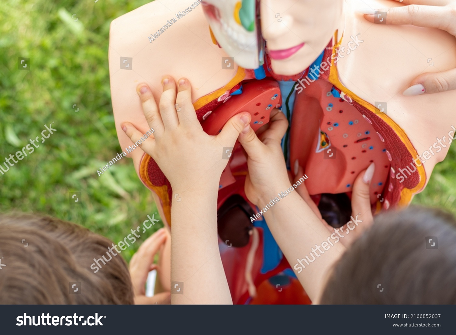 anatomy mannequin.plastic man dummy with internal organs.technical model of human body on green park nature background.kids hands putting organs inside the plastic body,useful activities,medicine #2166852037