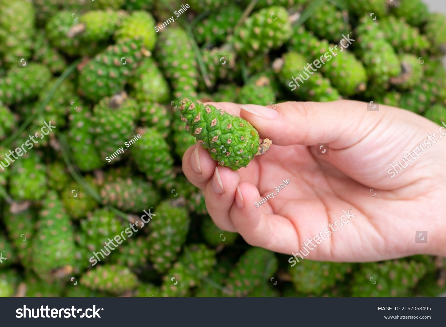 Many freshly gathered green young fir spruce cones.Alternative medicine remedy. Female fingers hold pinecone, making jam. #2167068495