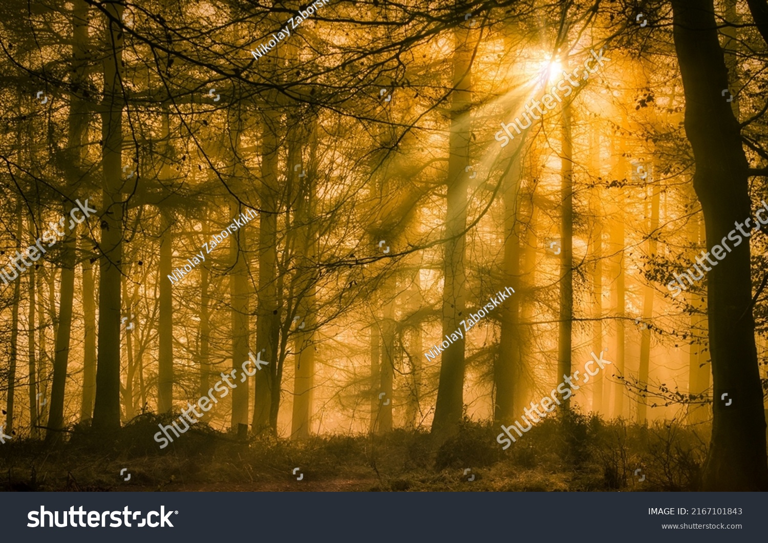 Sunbeams through the crowns of trees in the forest. Forest shadows sunbeams. Sunbeam forest shadows. Amazing forest sunbeam shadows #2167101843