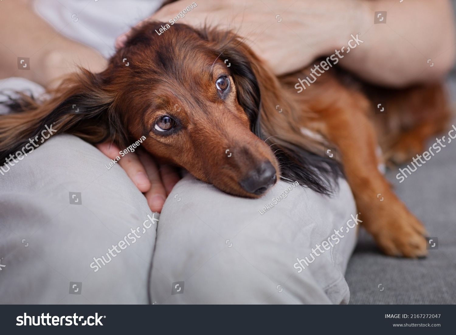 the dog gets sick, the dachshund looks sad in the arms of the owner, the turn to the doctor in the veterinary clinic #2167272047
