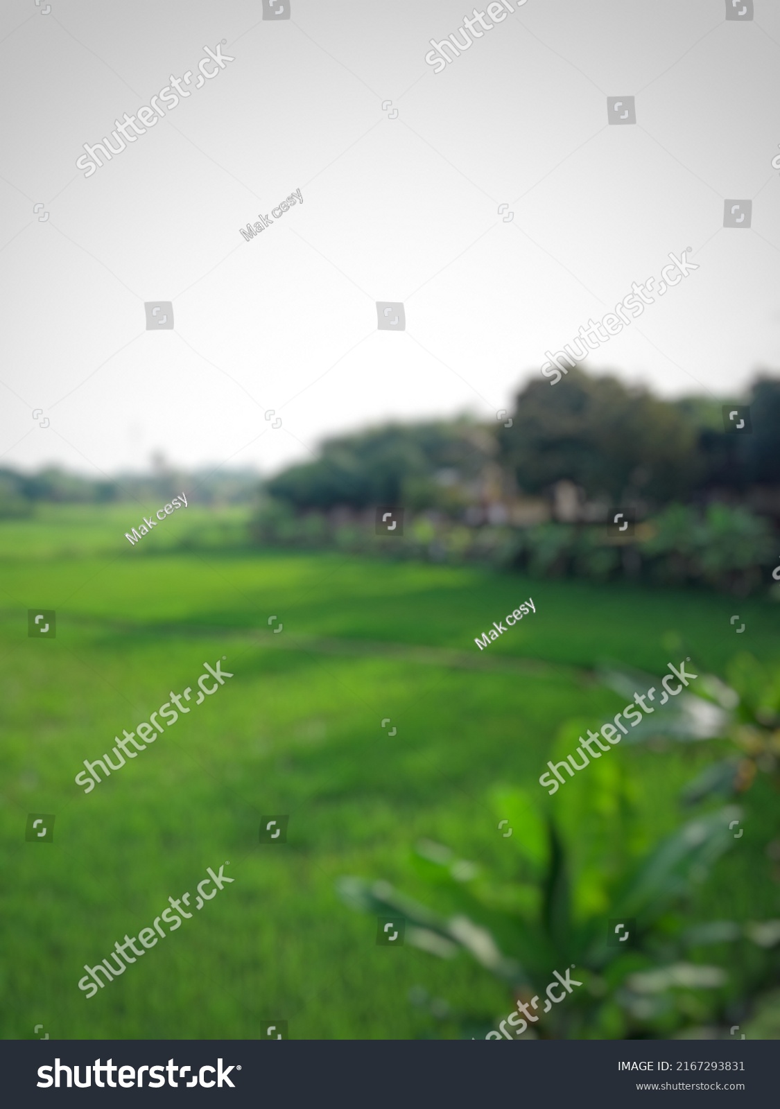 defocused abstract background of ricefield at gertani village  #2167293831