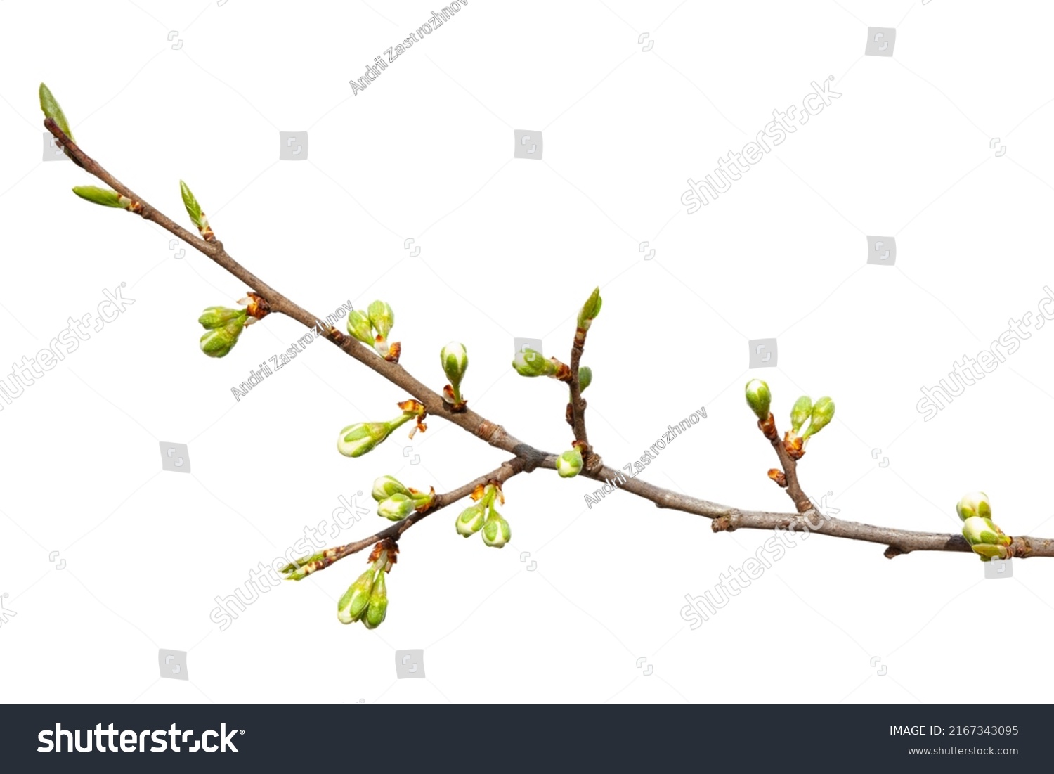 Spring tree branch with green buds isolated on white background. #2167343095