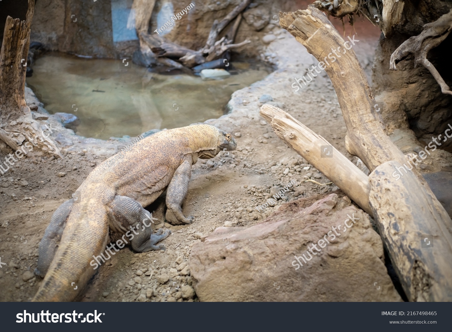 Rear view of a giant Komodo dragon or Varanus komodoensis in natural habitat with tree trunks, branches and pond of zoo in North Texas, America. Komodo monitor a member of lizard family #2167498465
