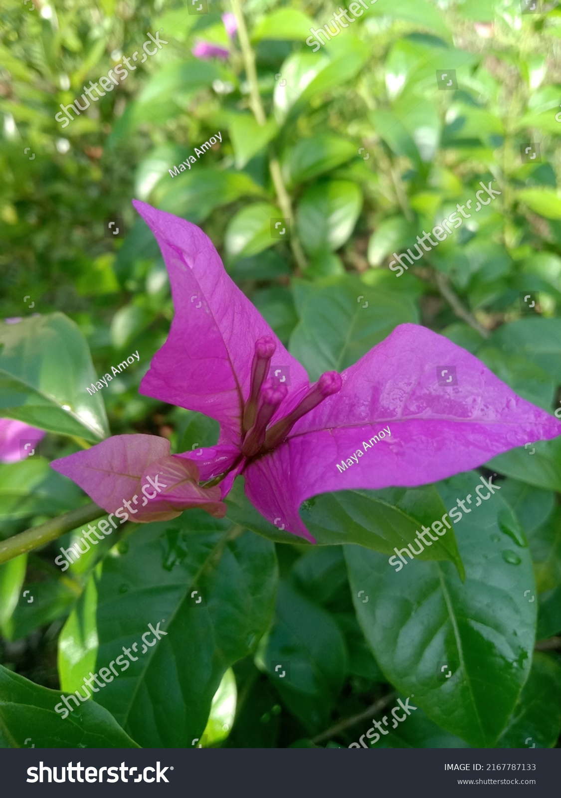 one type of local purple bougainvillea,
which has the nickname paper flower because the petals are very thin and look like paper #2167787133