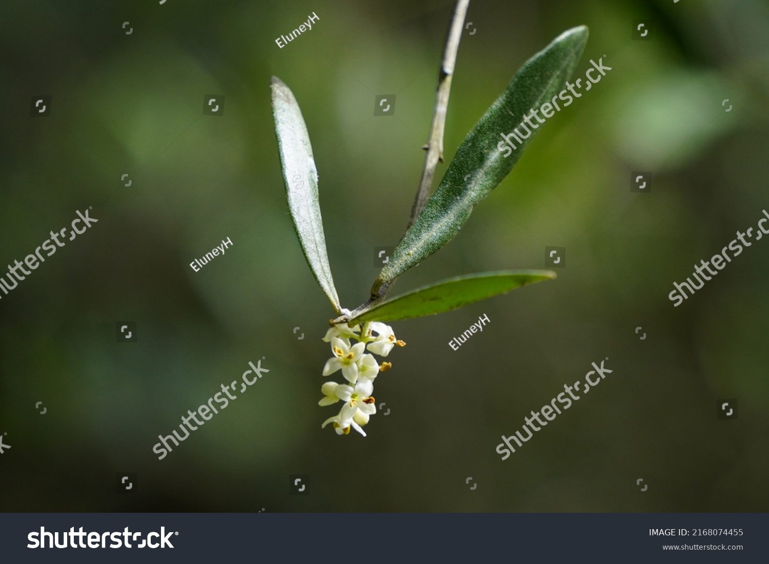 Olive Flower.  Olea europaea tree #2168074455