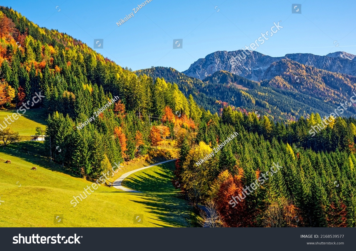 Beautiful autumn in the mountain forest. Autumn mountain forest landscape. Autumn mountain panorama. Autumn in mountains #2168539577