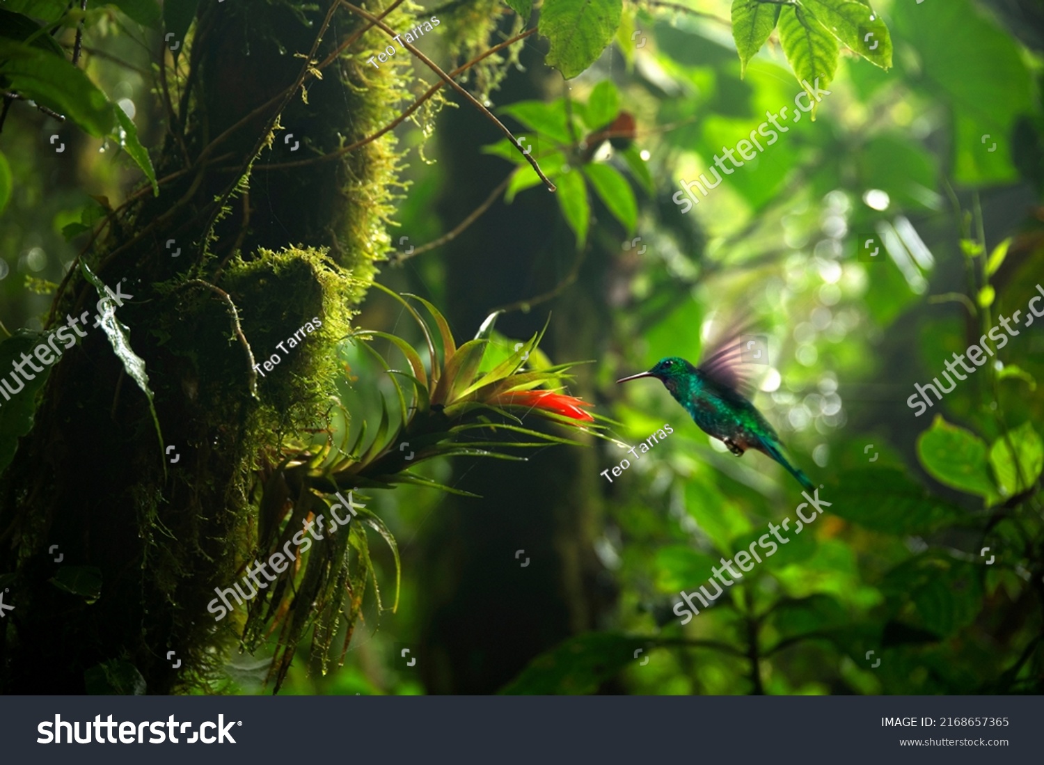 Focus selection. Hummingbird in the rain forest of Costa Rica #2168657365