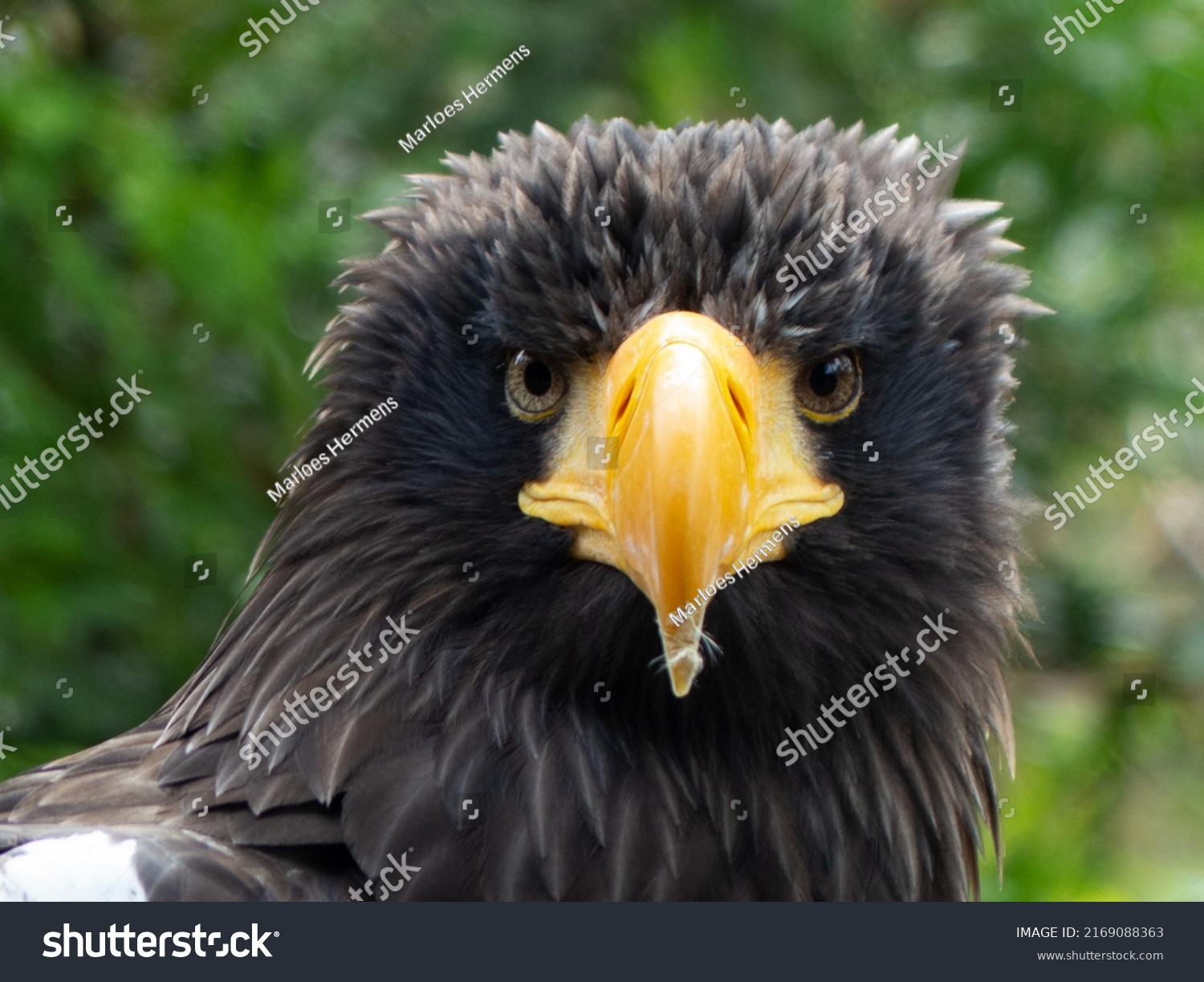 Head of an eagle looking straight at you with a little feather of his last meal still on the tip of his yellow beak  #2169088363