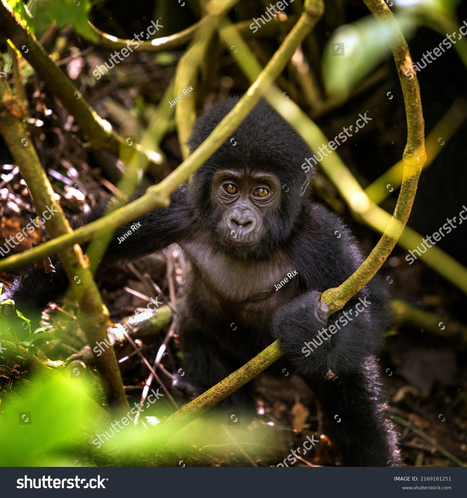 Baby gorilla, gorilla beringei beringei, in the undegrowth or Bwindi Impenetrable Forset, Uganda. This is a memebr of the  Muyambi family group. Endangered species. #2169181251