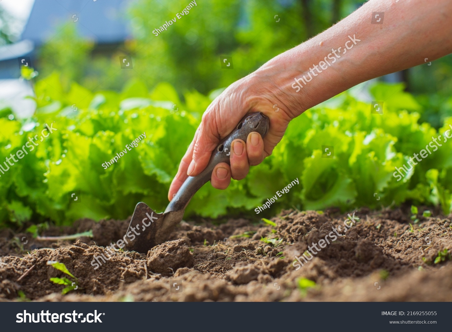 Planting plants on a vegetable bed in the garden. Cultivated land close up. Gardening concept. Agriculture plants growing in bed row. #2169255055