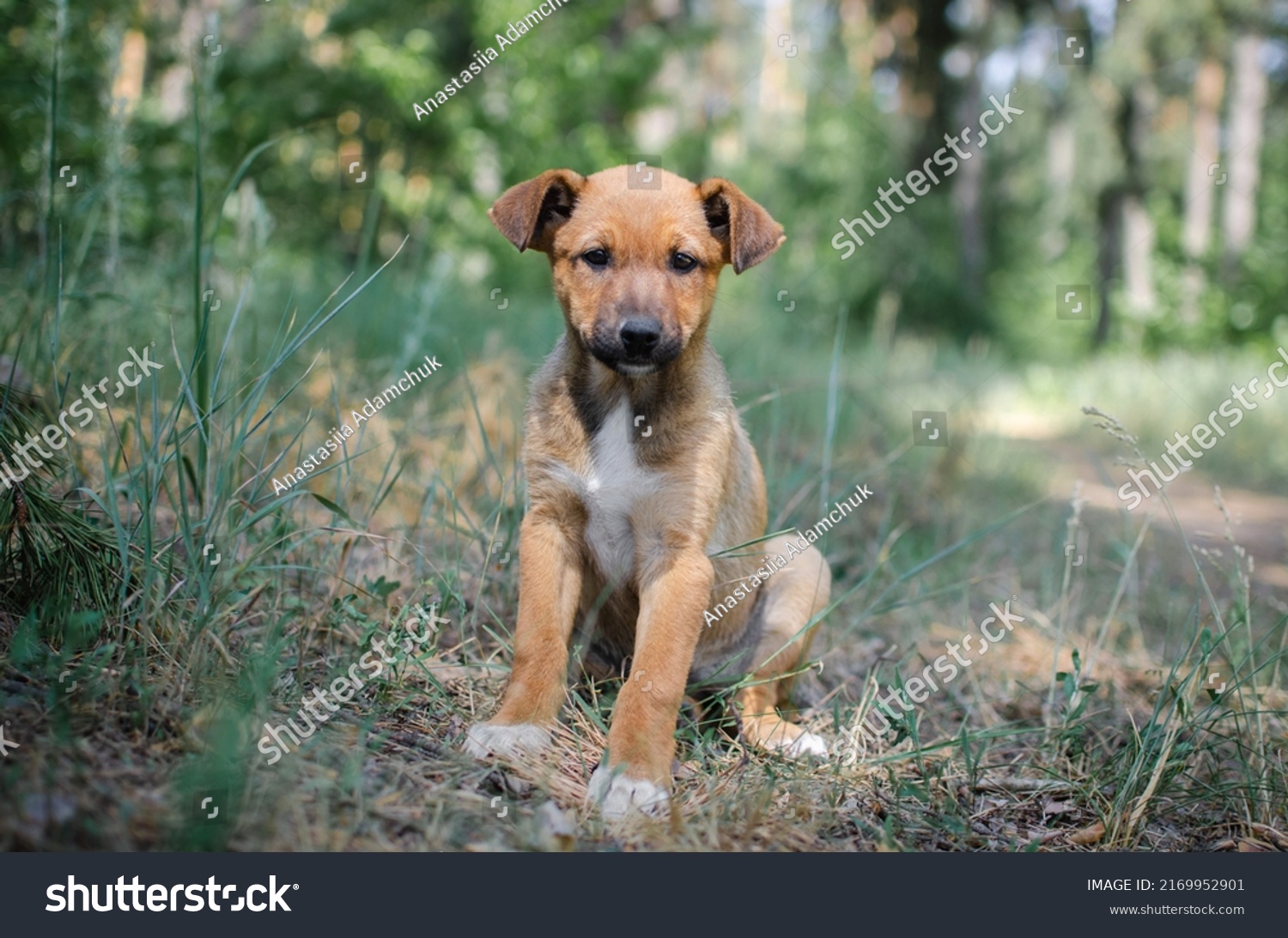 Cute red mix breed puppy in grass. Outbred dog in summer forest #2169952901