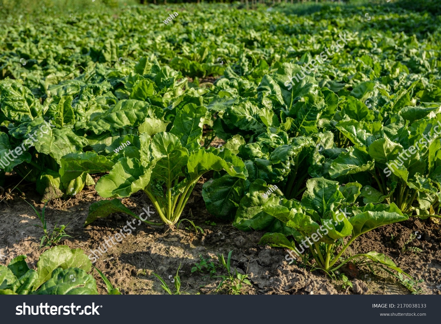 Fodder beet close-up on the field. Crop and farming.Green beetroot leaves in the meadow on soft blurred background of field, copy space . #2170038133