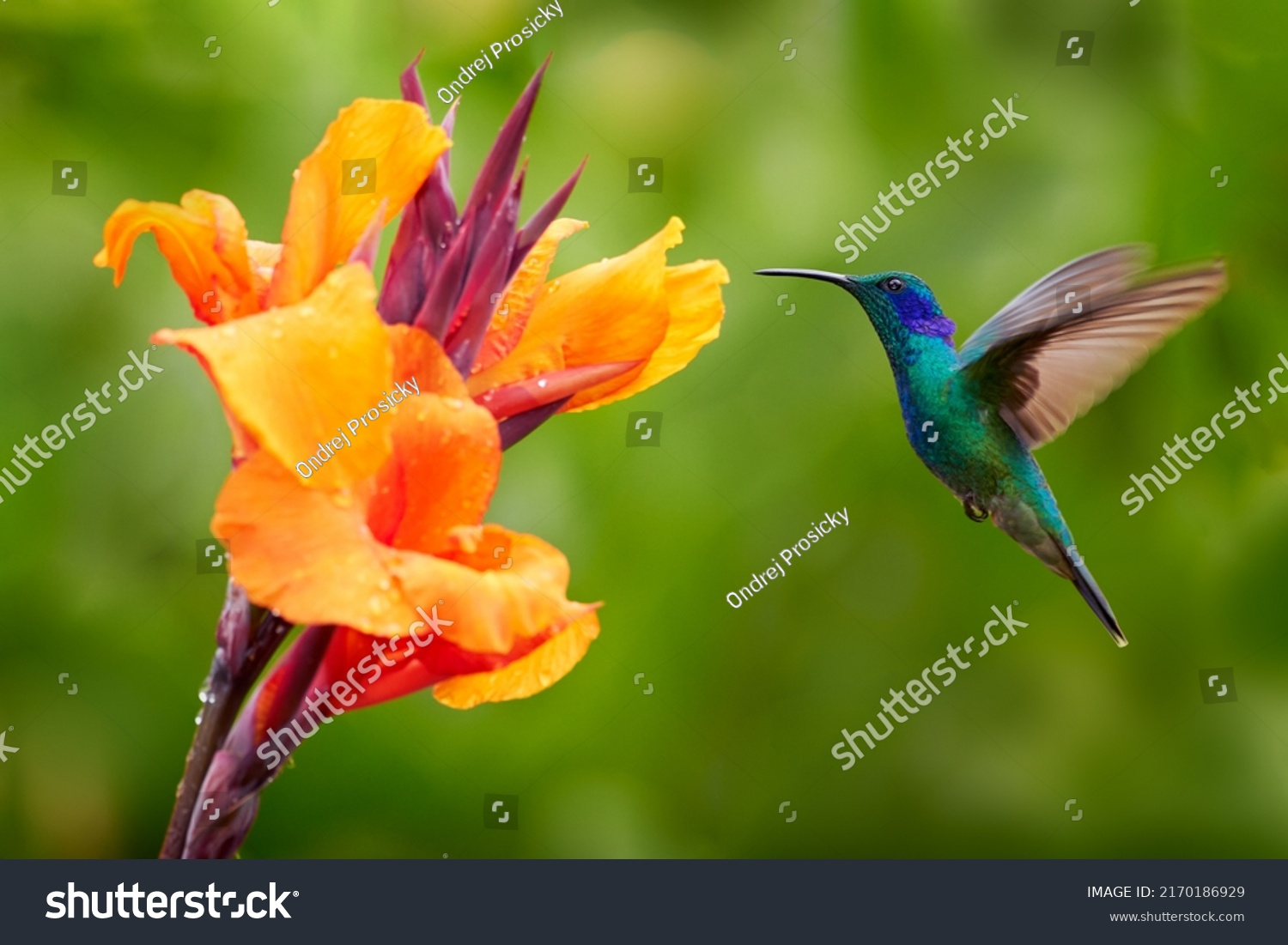 Hummingbird with orange flower - flight. Green Violet-ear, Colibri thalassinus, hummingbird with green leaves in natural habitat, Panama. #2170186929