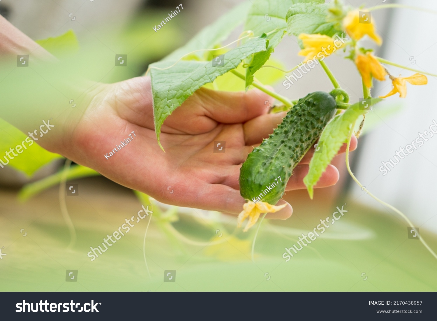 Hands holding small growing cucumber in urban home garden. Urban home gardening concept #2170438957