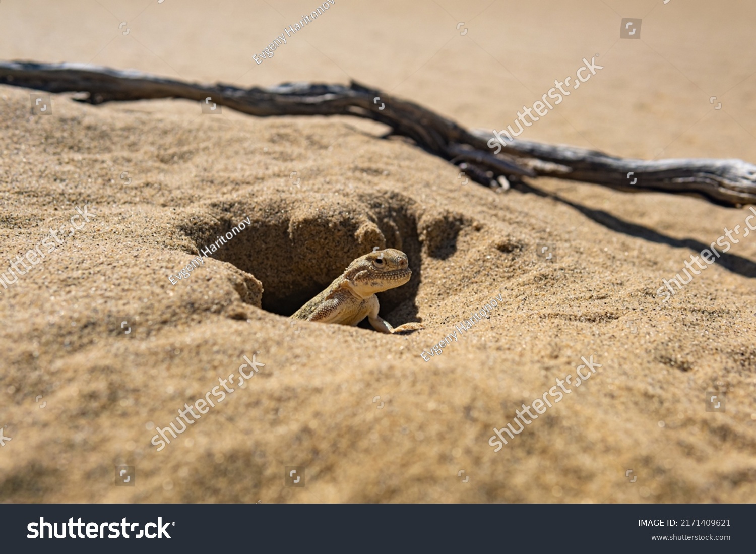 toadhead agama lizard in its burrow in the sand of the desert #2171409621