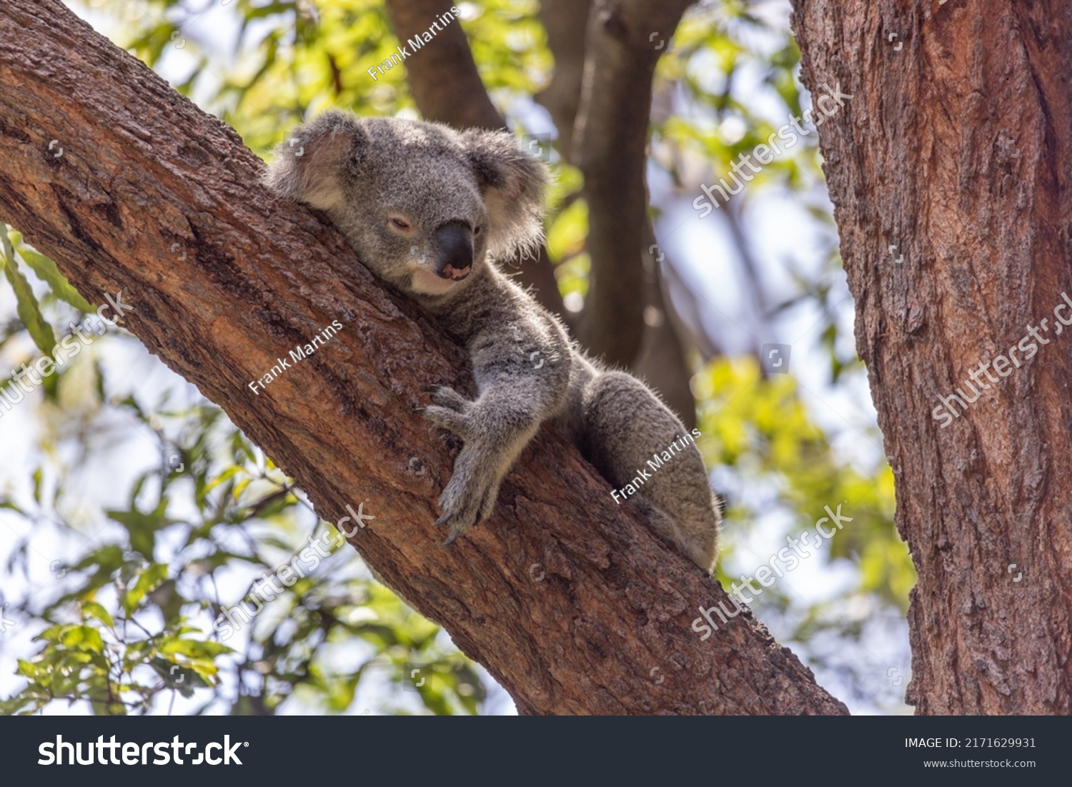 Close-up of a Koala (Phascolarctos cinereus) fast asleep while holding on to a tree branch, with green foliage in the background. Koalas are native Australian marsupials. #2171629931