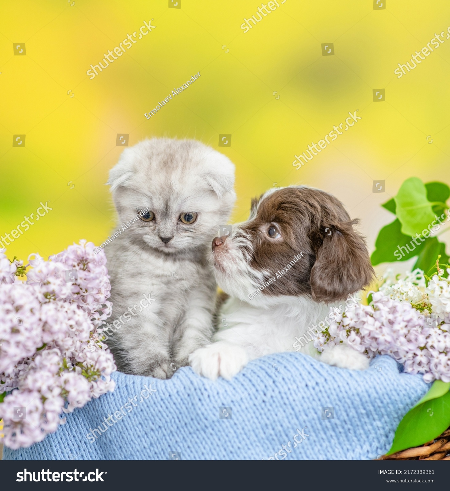 Yorkshire terrier puppy and tiny kitten sit together inside basket between lilacs flowers. #2172389361