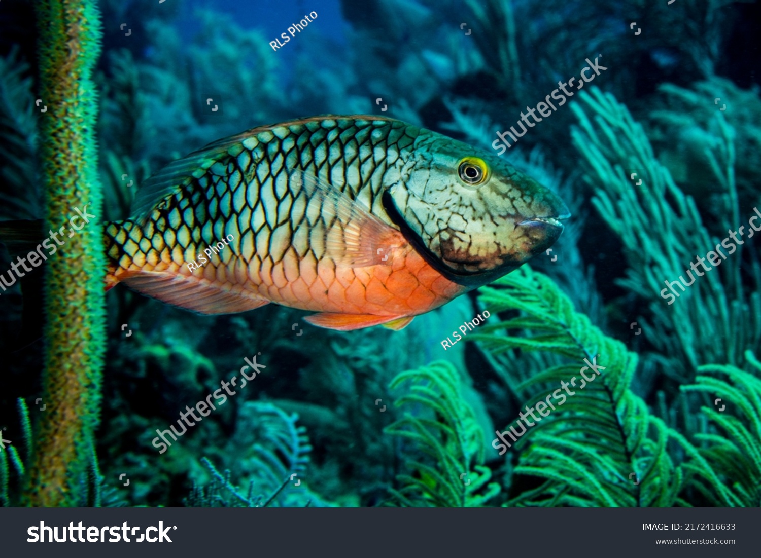 Stoplight parrotfish swimming over coral reef at Little Cayman Island in the Caribbean #2172416633