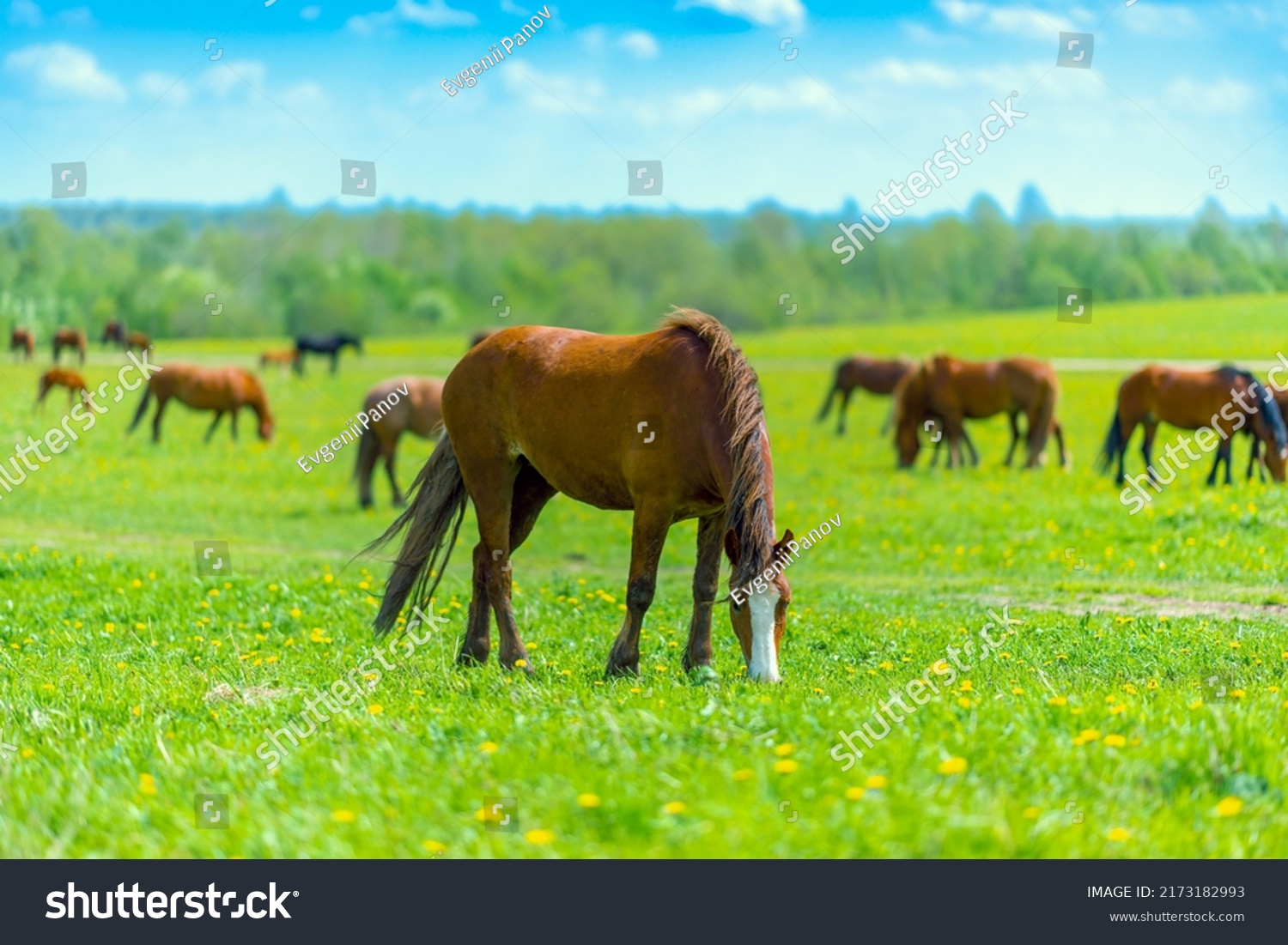 A beautiful brown horse grazes on a flowering sunny meadow in a field along with a herd of horses. Purebred mare on pasture in summer. Landscape, wallpaper. #2173182993