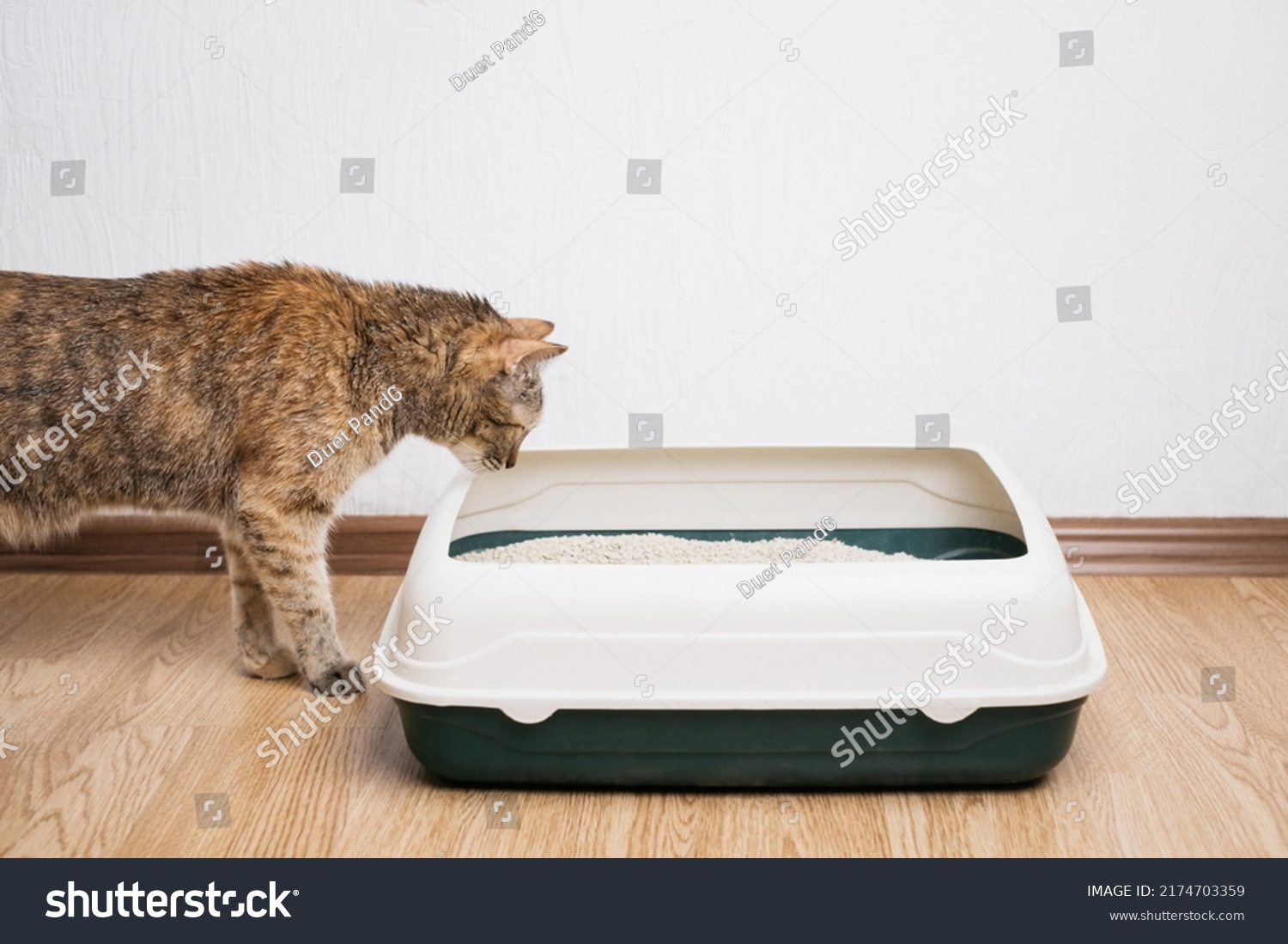 Domestic ginger cat looking at litter box. Hygiene for pets. #2174703359