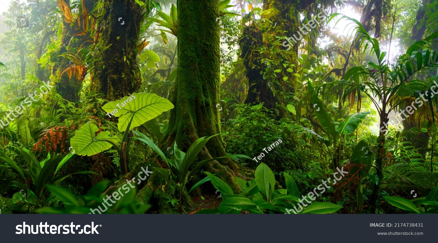 Rain forest in Central America #2174738431