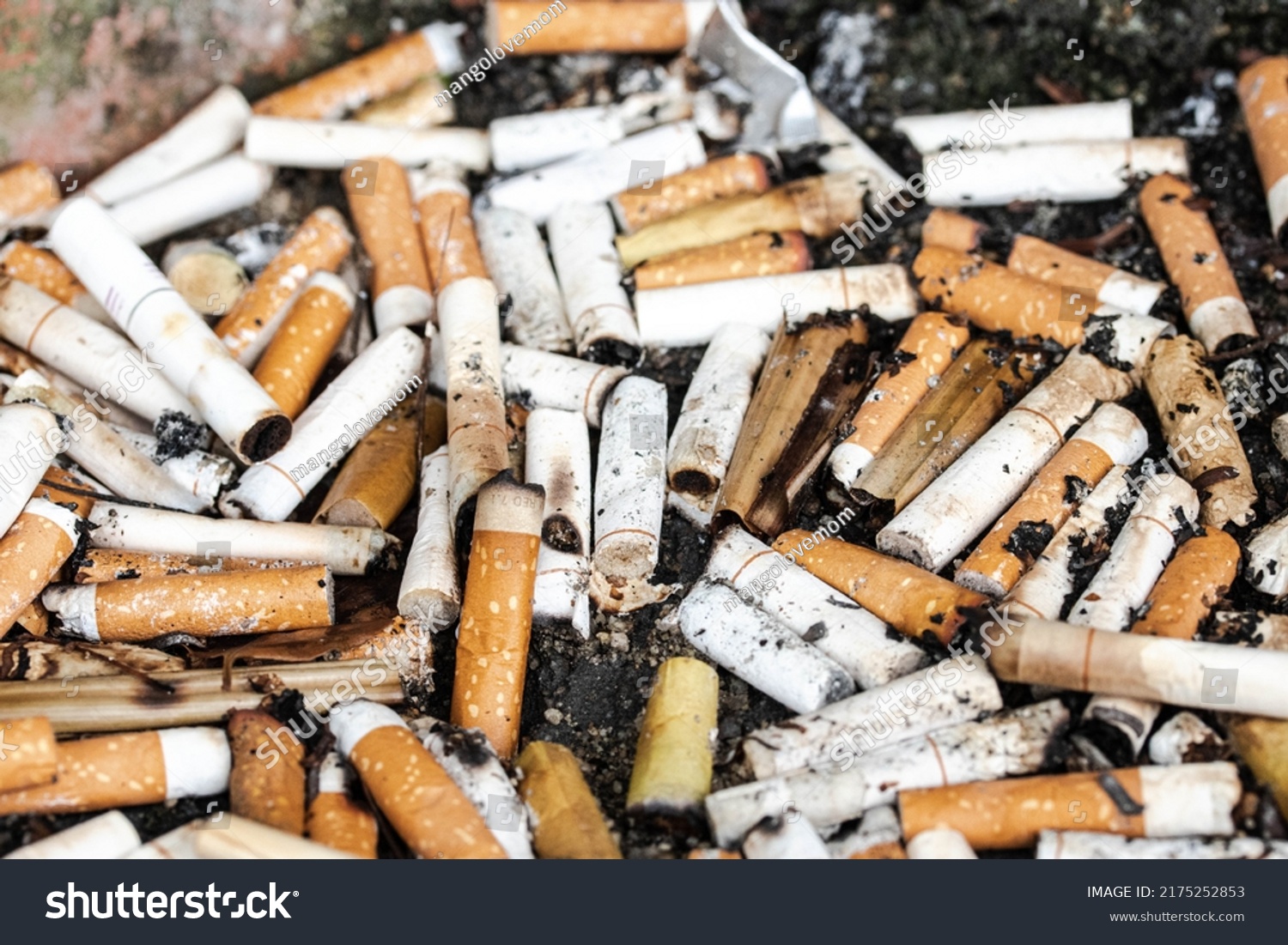 cigarette butts combined in a cigarette disc Concept of many cigarette debris after smoking #2175252853
