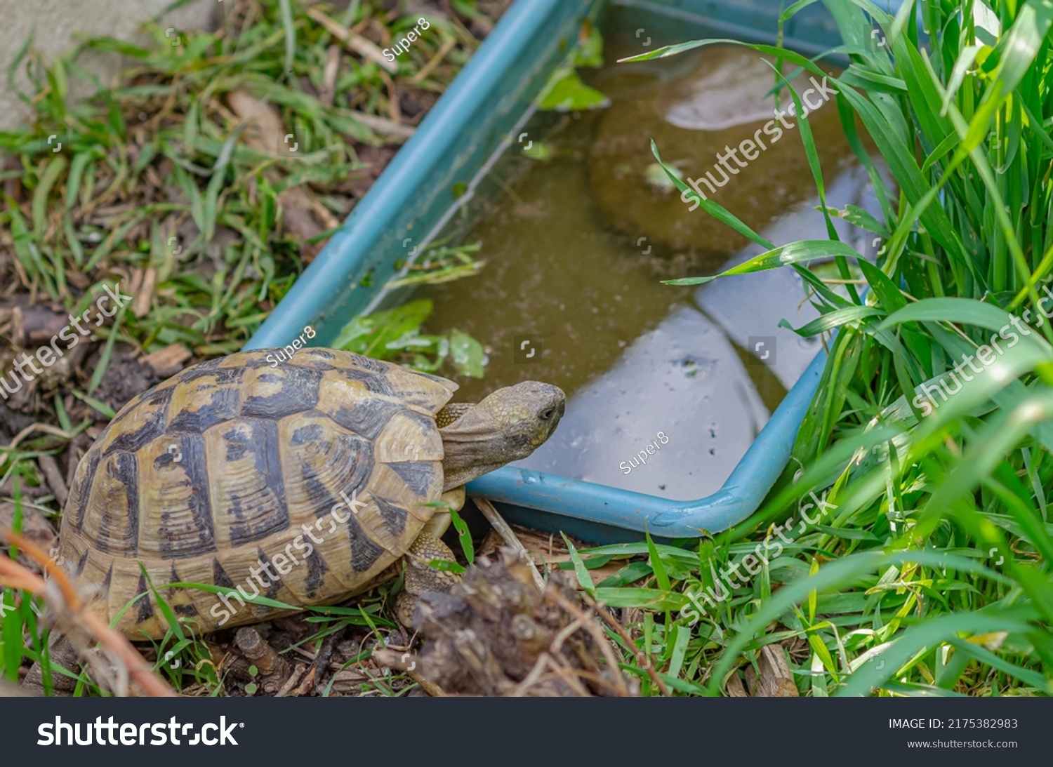 Top view of turtle going to drink water. Reproduction of turtles at home. #2175382983