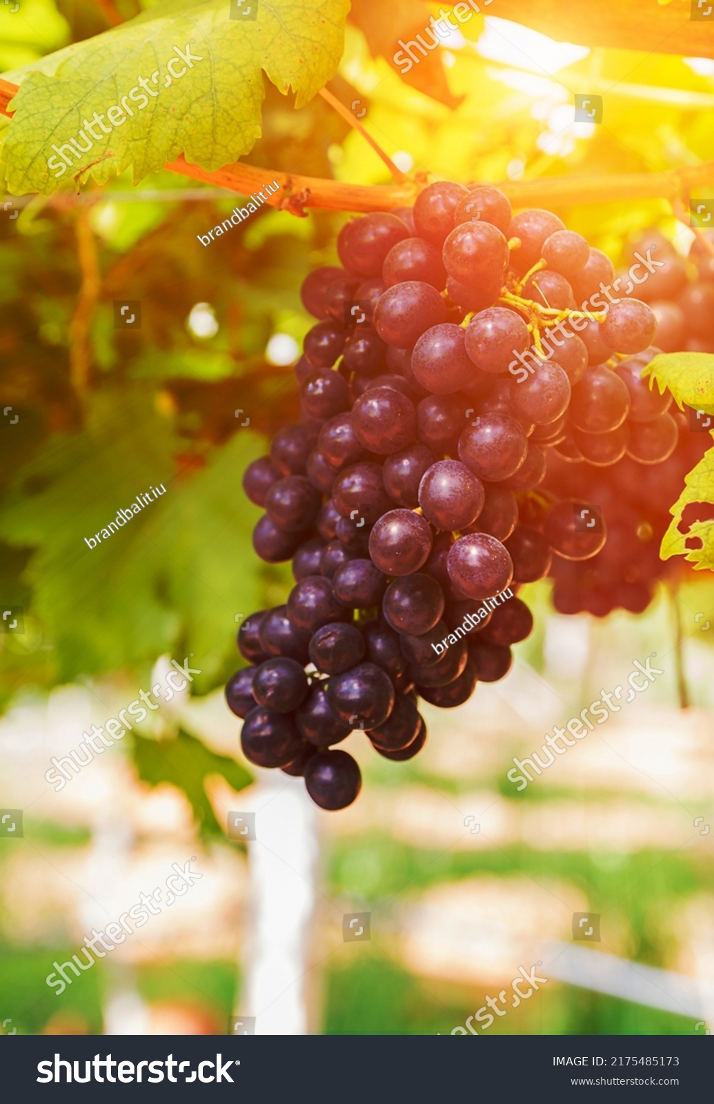 Vine grape fruit plants outdoors by sunset,Red grapes in the vineyard ready for harvest #2175485173