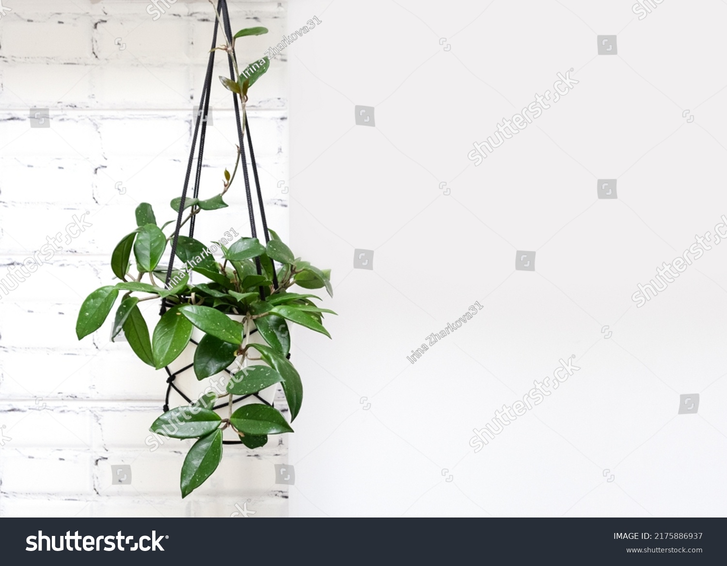 Hoya krohniana in a white pot in a wicker macrame planter hanging isolate on a white background. lacunosa heart leaf. Close-up of a plant. Waxy plant in a pot.Houseplant Hoya bella erythrophylla. #2175886937