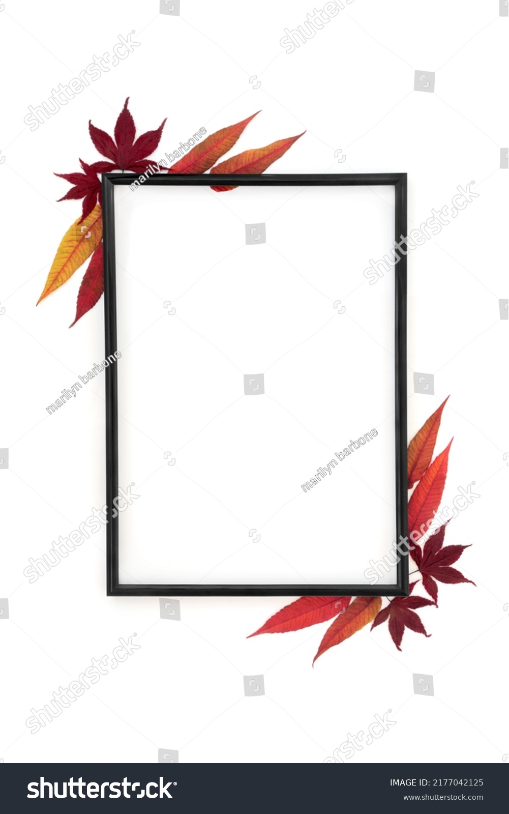 Autumn leaves nature background border. Minimal natural abstract Thanksgiving and Fall composition with black frame on white background. Flat lay. #2177042125