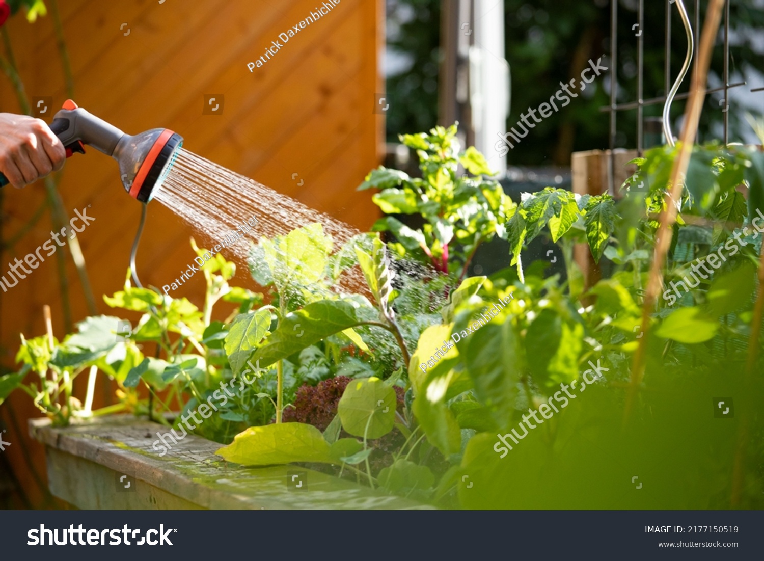 Urban gardening: Watering fresh vegetables and herbs on fruitful soil in the own garden, raised bed. #2177150519