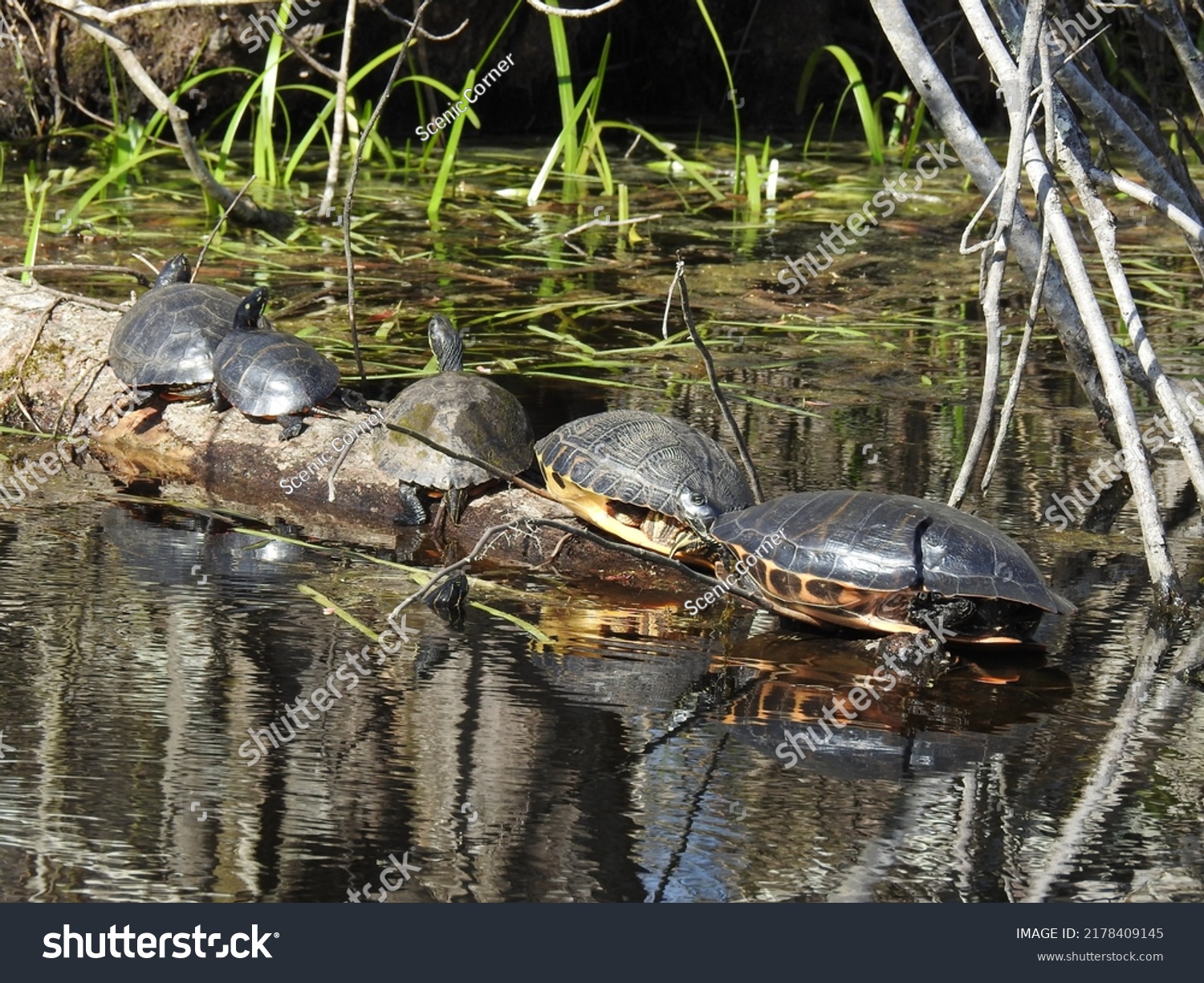 A group of aquatic turtles sunbathing on a log in the Great Dismal Swamp National Wildlife Refuge, Suffolk, Virginia. #2178409145