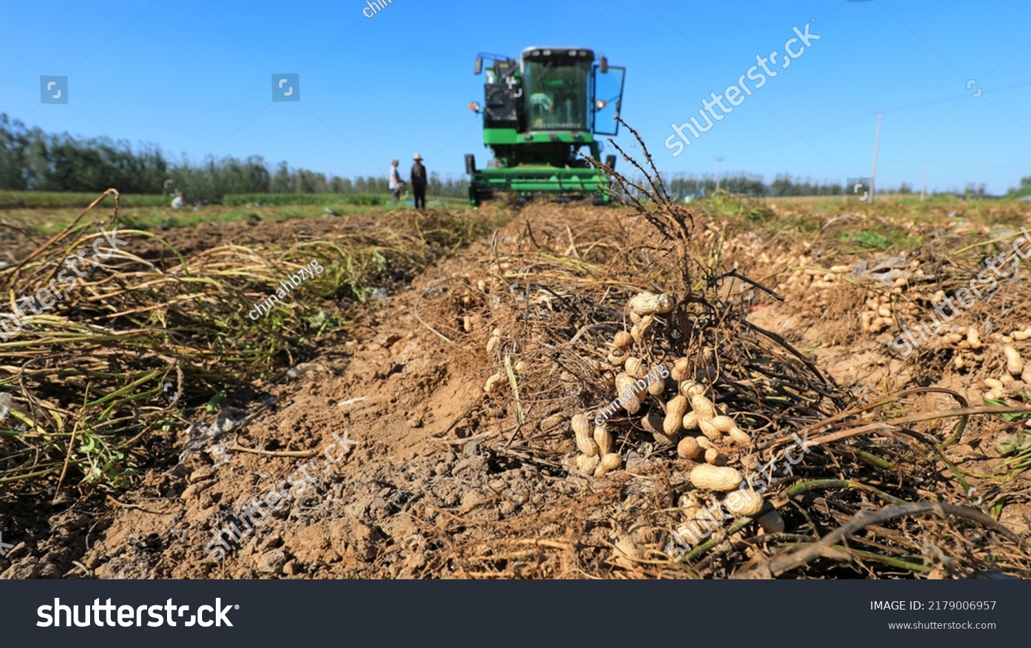 Farmers drive agricultural machinery to harvest peanuts in the fields, North China #2179006957