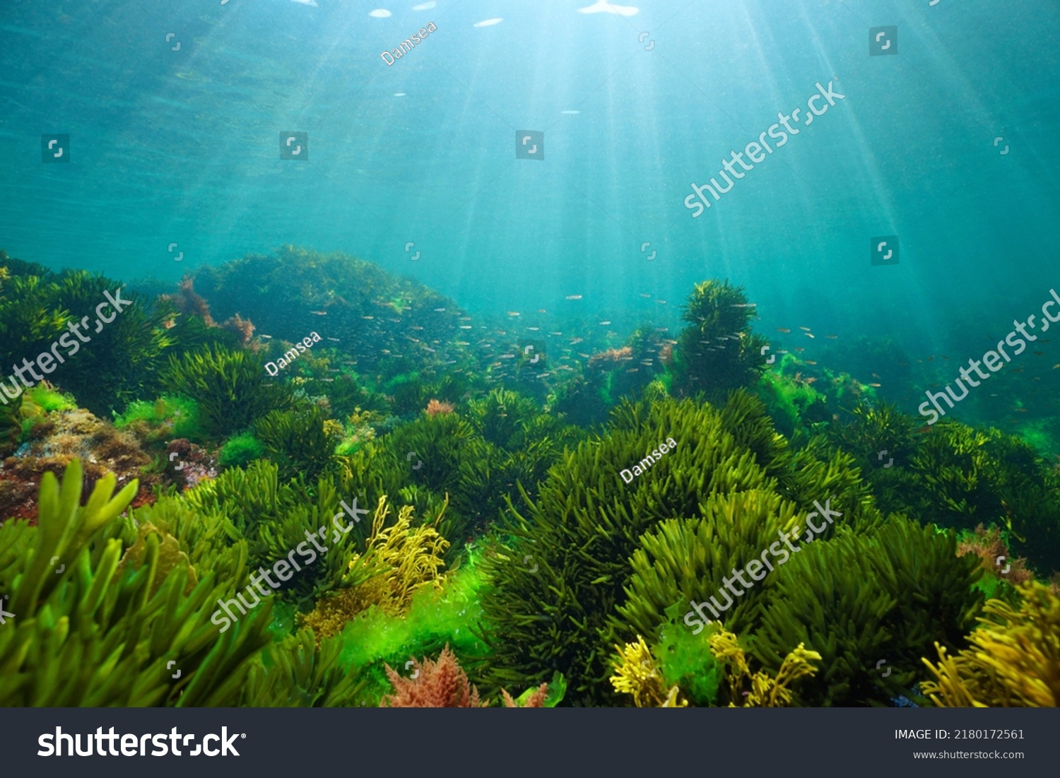 Algae on the ocean floor with natural sunlight, underwater seascape in the Atlantic ocean, Spain, Galicia #2180172561