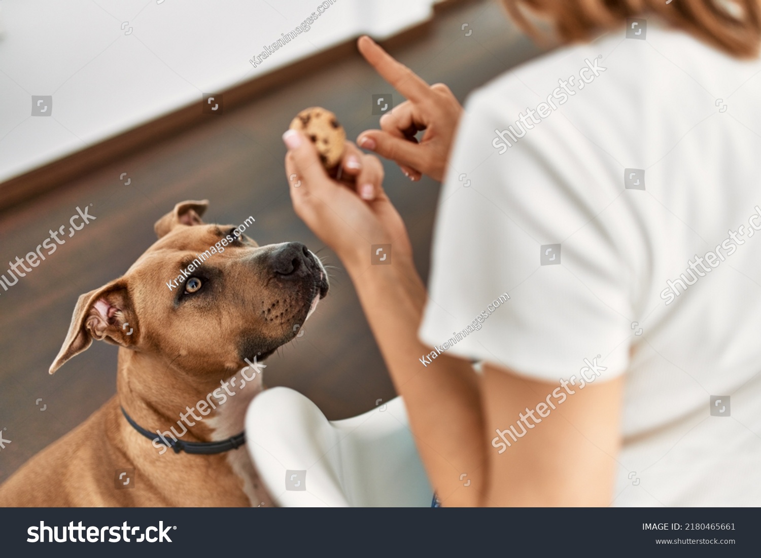 Young caucasian woman teaching dog prohibition eat cookies at home #2180465661