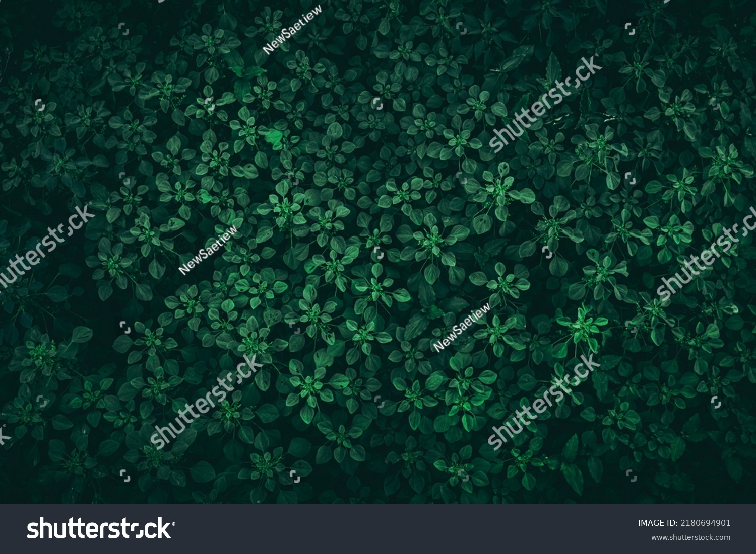 Close up tropical Green leaves texture and abstract background., Nature concept., dark tone. #2180694901